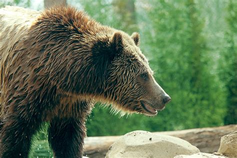 Grizzly Bear Profile Free Stock Photo Public Domain Pictures