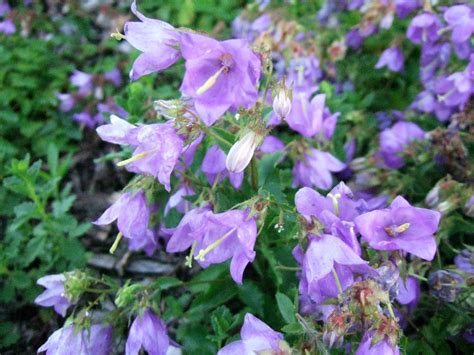 How To Plant And Grow Bellflower