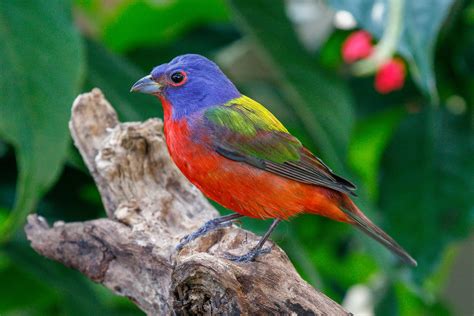 Colorín Sietecolores Guía De Aves
