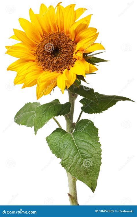 Sunflower Isolated Stock Photo Image Of Petals Green 10457862