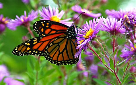 Download Purple Flower Insect Macro Monarch Butterfly Flower Animal