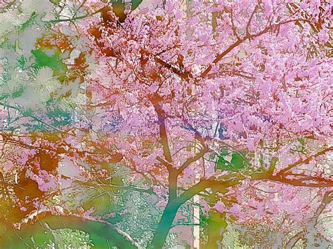 Cherry Blossom Tree Digital Art By Karen Matthews