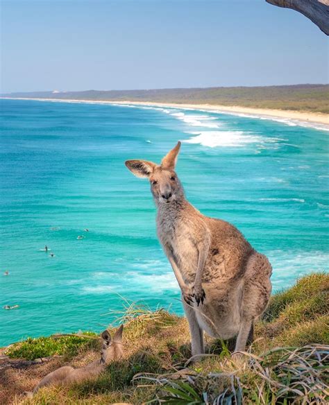 Kangaroos On The Beach 5 Best Places To See Them In Australia Mark Fitz