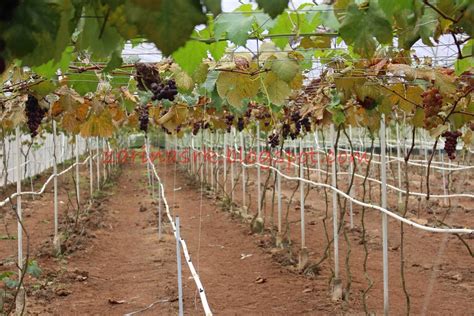 Kc kwang & sons (or twin diamond plantation) is a grape and tomato farm in kampung raja, nestled on 60 hectares of land. RODA BERPUSING MENCARI NIKMAT ALAM: CAMERON HIGHLANDS LAGI ...