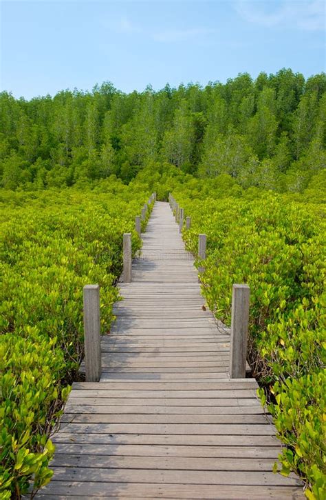 Wooden Walkway Bridge On Ceriops Tagal Field In Mangrove Forest Stock