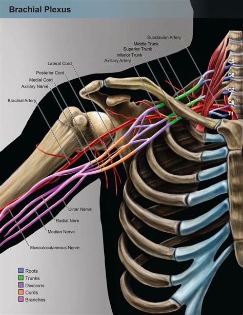 Pin By Khaled Bahnasawy On Anesthesia Median Nerve Axillary Nerve