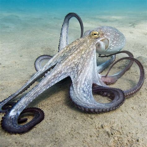 For Cephalopod Week Dive Into The World Of Octopuses Squids And More