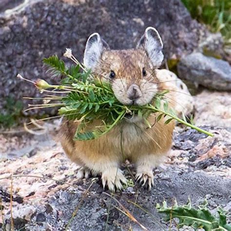 Photos Of The Pika North America S Cutest Mammal Live Science
