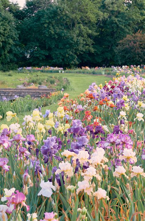 A Walk Through The Iris Gardens Shes So Bright