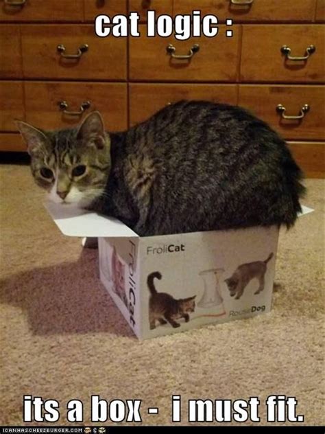 Cat Logic Funny Cats Dump A Day