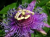 Passion Flower Plant Amazon Pictures