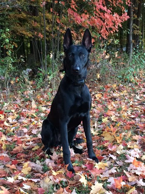 Black Belgian Malinois Against The Colors Of Fall Animals Malinois