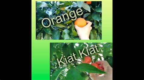Picking Orange And Kiat Kiat Youtube