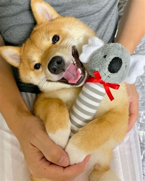 Meet Uni The Lovable Shiba Inu Who Always Has A Smile On His Face My