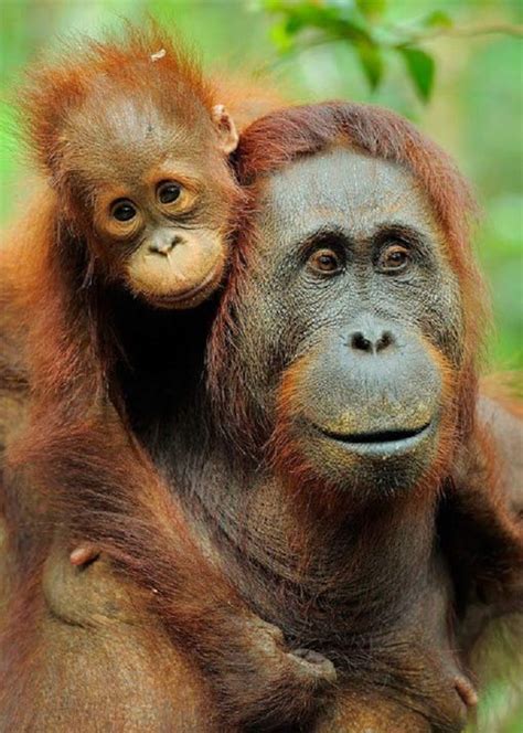 Baby Orangutans Enjoy The Early Years With Mom Baby Animal Zoo