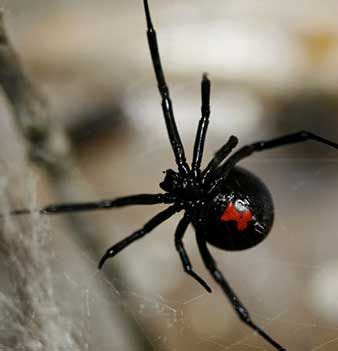 Recognize a bite from a black widow spider. A field guide to venomous animals | Orkin Ecologist # ...