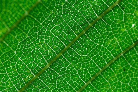 Veins Leaf Green Macro Hd Wallpaper Peakpx