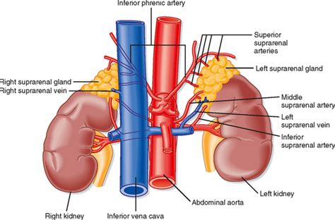 The Adrenal Gland Basicmedical Key