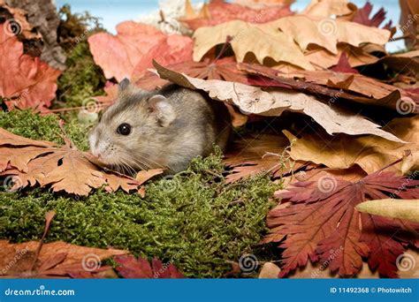 Hamster In The Fall Stock Photo Image Of Pest Fall 11492368