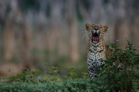 What Are The Best Wildlife Experiences In Sri Lanka Etg Blog