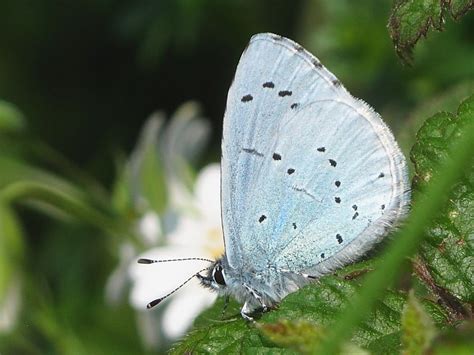 British Butterflies Holly Blue Wildlife Insight