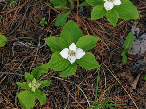 bunchberry_plants - Science Connected Magazine