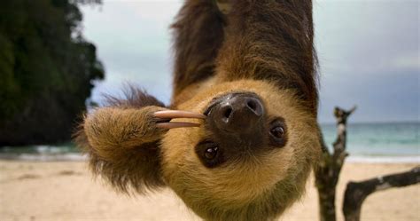 Meet Pittsburgh's Adorable New Baby Sloth [PHOTO] | TheThings