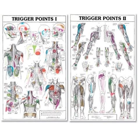 Printable Trigger Points Chart