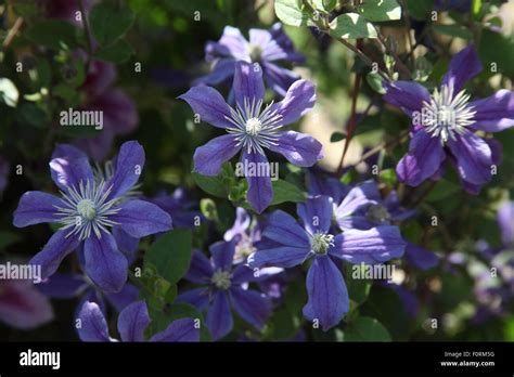 Clematis Arabella Close Up Of Flower Stock Photo Alamy