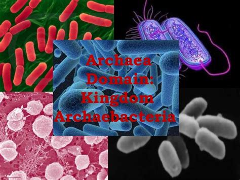 Pengertian Ciri Ciri Dan Contoh Archaebacteria