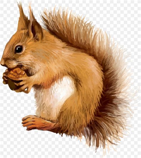Red Squirrel Clip Art Png 2346x2628px Squirrel Animal Arctic