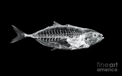 Fish X Ray Photograph By Antpkr Fine Art America