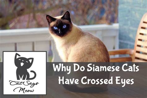 Why Do Siamese Cats Have Crossed Eyes Facts To Know Cat Says Meow