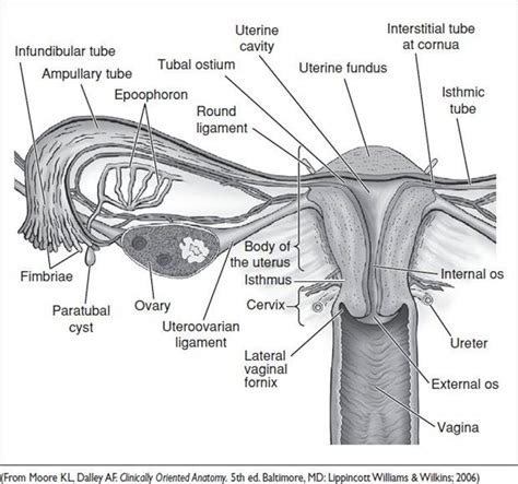 A given organ's tissues can be broadly categorized as parenchyma, the tissue peculiar to (or at least archetypal of) the organ and that does the organ's specialized job. OB-Gyn Anatomy Primer - Pocket Obstetrics and Gynecology
