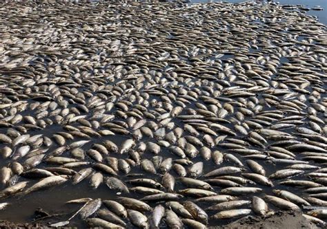 Mortandad de peces calor bajante y contaminación explican los