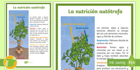 Póster Din A4 La Nutrición Autótrofa