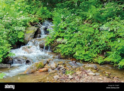 Wild Stream With Cascades In The Forest Shade Beautiful Summer Nature