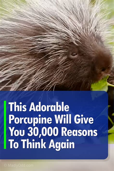 This Adorable Porcupine Will Give You 30000 Reasons To Think Again