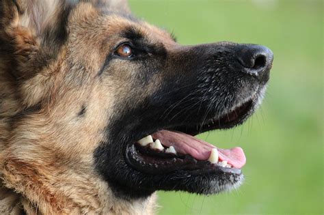 German Shepherd Temperament 7 Most Important Things To Know