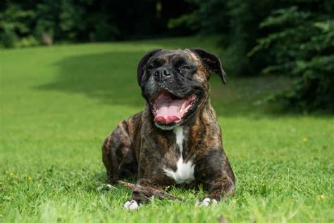 200 Popular And Meaningful Boxer Names For Your Dog K9 Web