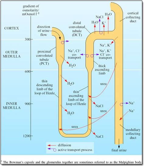 Collecting Duct Exchange 11 1 Define Excretion Physiology Renal