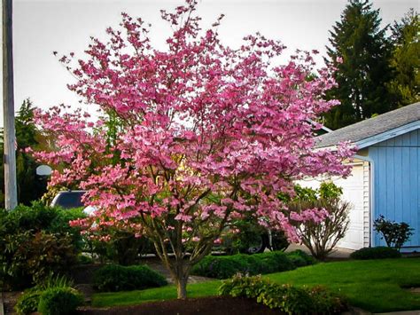 Stellar Pink Dogwood Trees For Sale Online The Tree Center