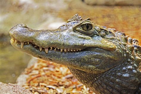 Alligator Animal Close Up Crocodile Lake Nature Predator Reptile