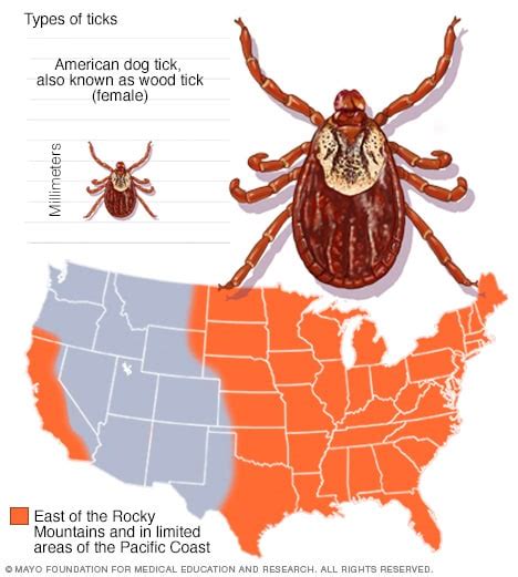 Guide To Different Tick Species And The Diseases They Carry Mayo Clinic