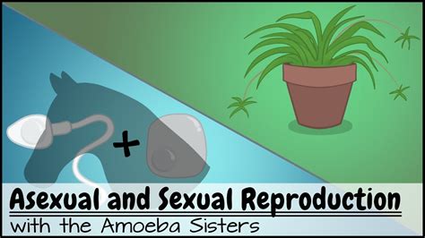 Alleles and genes von amoeba sisters vor. Alleles And Genes