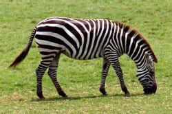 Kuku kaki berwarna hitam juga menunjukkan kondisi yang buruk karena itu kondisi yang tidak wajar. Mengapa Kulit Zebra Berwarna Hitam-Putih? Ternyata Agar ...