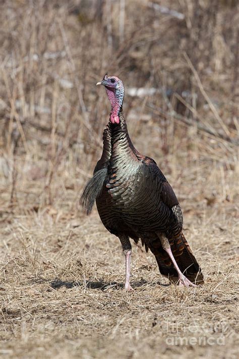 Eastern Wild Turkey Photograph By Linda Freshwaters Arndt Pixels