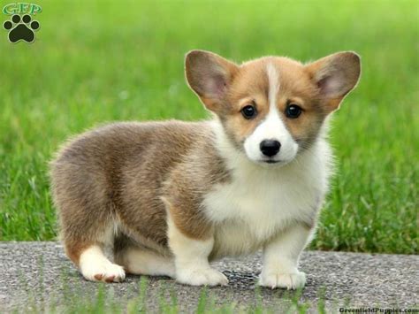 Look at pictures of corgi puppies who need a home. Dolly, Welsh Corgi puppy for sale from Woodstown, NJ ...