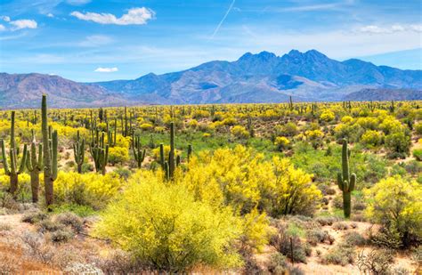 Cacti and some trees and plants bloom in march, including orange trees this is what i know about plants in the low deserts of arizona, especially the sonoran desert where phoenix and tucson are located. Arizona economy in recovery — relatively - W. P. Carey ...