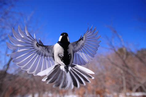 Images Gratuites Aile Ciel Animal Faune Vol Des Oiseaux